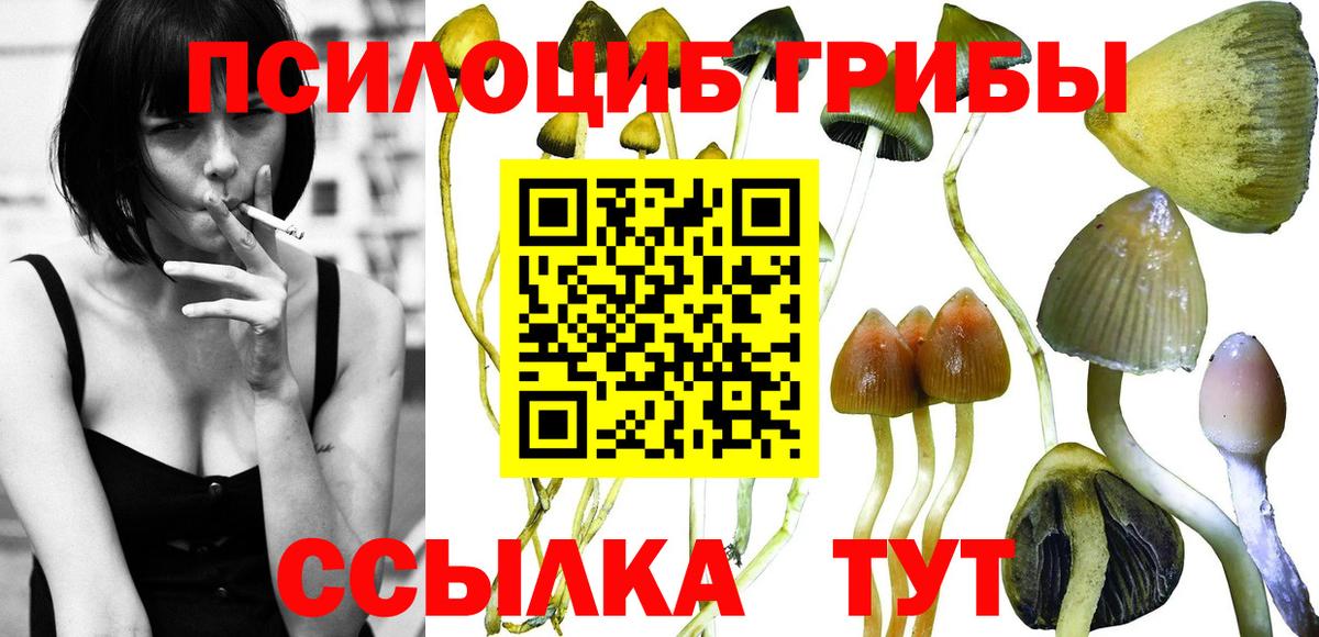 Галлюциногенные грибы Psilocybine cubensis Можайск